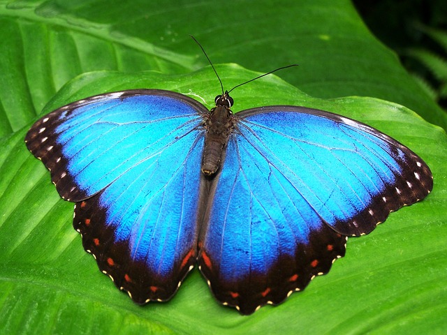 butterfly-142506_640.jpg